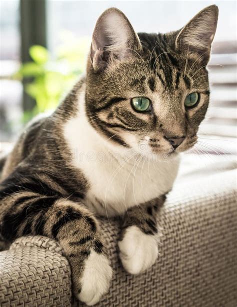 Cat With Turquoise Eyes Stock Image Image Of Laying