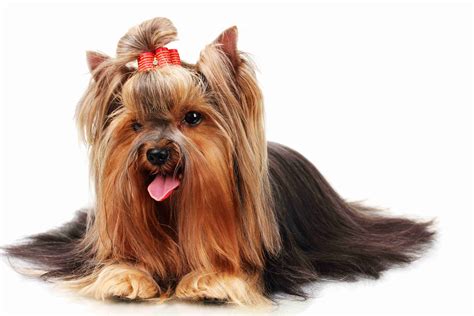 6 Things You Need To Know Before You Get A Yorkie The Yorkie Times