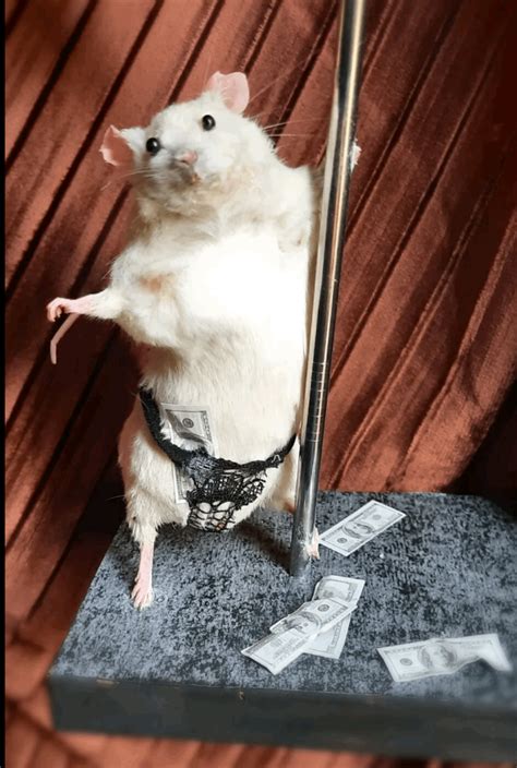 Taxidermy Stripper Mouse Rdiwhy