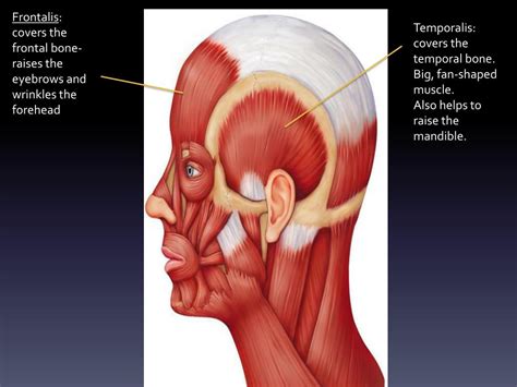 Ppt Muscles Of The Head And Neck Powerpoint Presentation Free Download
