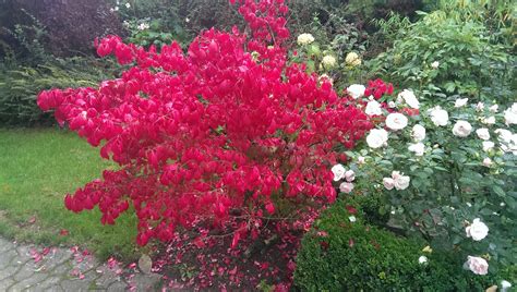 Nachdem das konzert zu ende war, ___ wir noch lange durch die schönen alten straßen. im garten gefickt - atbaldwin