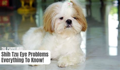 Shih Tzu Eye Problems 9 Issues Owners Must Know The Puppy Mag