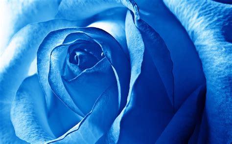 Flower Wallpaper Royal Blue