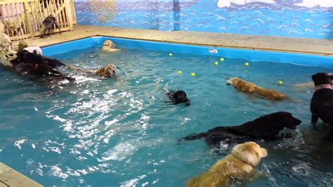 Spring 2014 Dog Swim Party Dog Swimming Dog Pool Swim Party