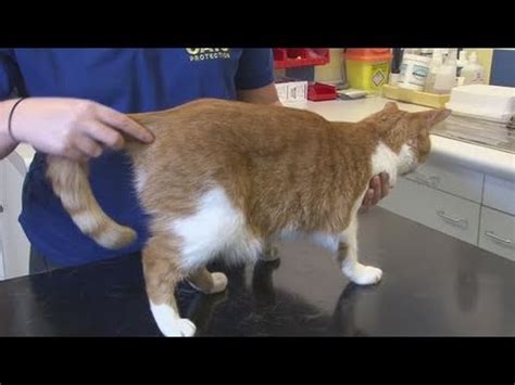How To Treat Cat Bites YouTube