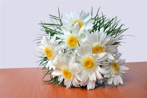 White Daisy Bouquet Stock Photo Image Of Fresh Isolated 33014282