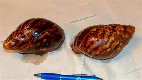 An Invasive Snail Species Was Discovered In Luggage At The Atlanta