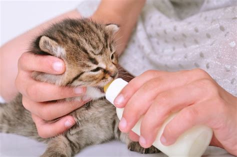 The Finicky Cat Feeding Kittens With Lifelong Health In Mind Catster