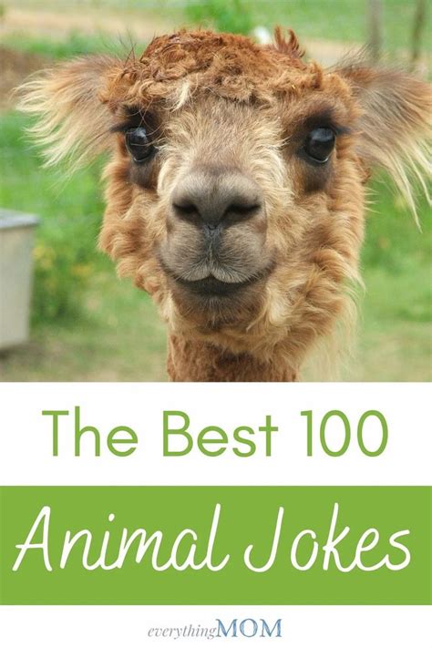 100 Animal Jokes That Will Have You Laughing Everythingmom Animal