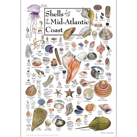 Shells Of The Mid Atlantic Coast Poster Earth Sky Water
