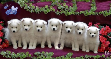 40 Very Beautiful American Eskimo Pictures And Photos