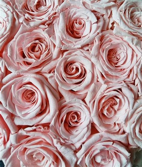 See more ideas about pink, pastel pink, pink aesthetic. pink , flowers , nature , roses , wallpaper | Pink flowers ...