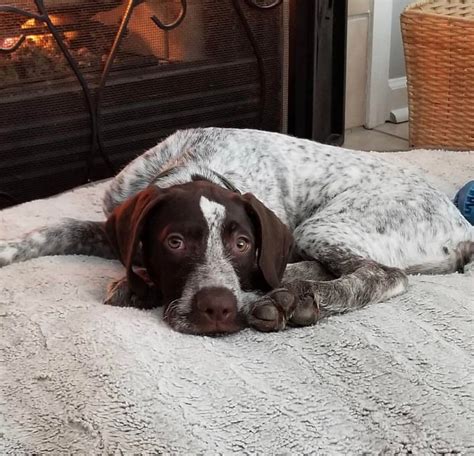 14 Things Only German Shorthaired Pointer Owners Understand Page 3 Of
