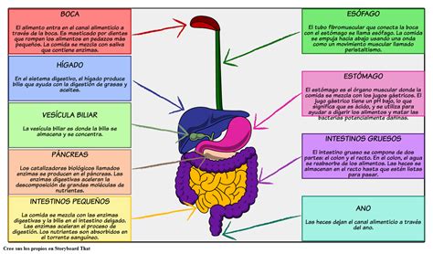 Órganos En El Diagrama Del Sistema Digestivo Planes De Lecciones De