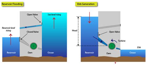 Importance Of Tidal Pools In Evolution Serrepinoy