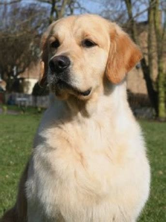 Our kennels were established in 1969 with our ruby anniversary in 2009. Putjade Golden Retrievers | Thomas