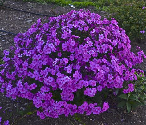 Does garden phlox bloom all summer. 'Cloudburst' - Tall Cushion Phlox - Phlox hybrid | Proven ...