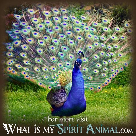 Peacock Dreams Interpretation What Is My Spirit Animal Spirit