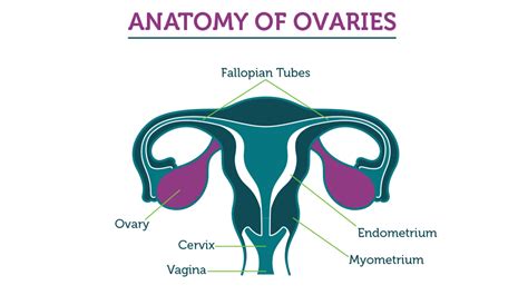 Can You Still Get Ovarian Cancer Without Ovaries Cancerwalls