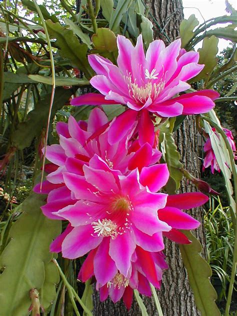 4k00:07motion past high tropical palms growing among lush and dry grass on hot sunny day under clear blue sky. Argus Orchid Cactus (Epiphyllum 'Argus') climbing a tree ...