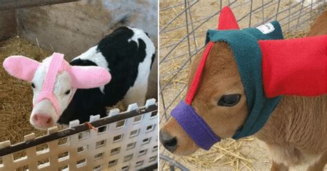 Fortunately, we can easily pop water in ears with just a few small tricks. Farmers Are Making Ear Warmers For Their Calves To Protect ...
