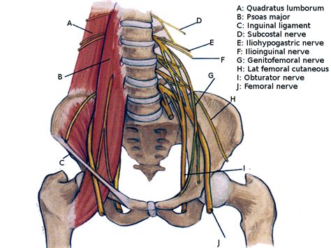 Anatomy Back Lumbar Plexus Article