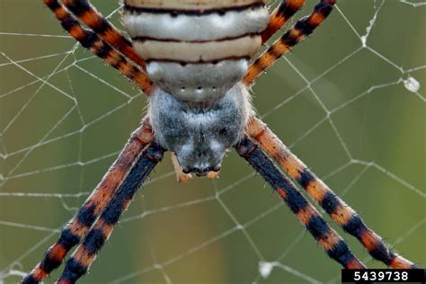 Banded Garden Spider Argiope Trifasciata