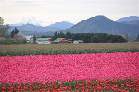 A Blissful Flower Filled Guide To Skagit Valley Washington In Late Summer