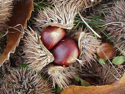 Plant Id Fruits Nuts Chinese Chestnut Florida Master Gardener
