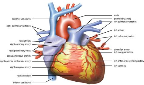 How Does The Circulatory System Maintain Homeostasis Biology Dictionary