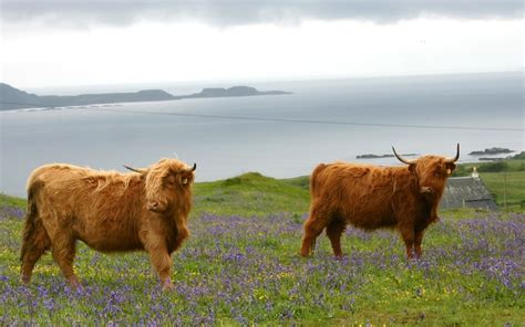 The Cattle That Make Scotch Beef So Special
