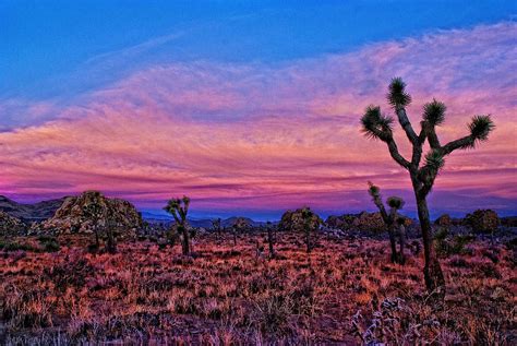 Joshua Tree Sunrise Here Is An Image From My Joshua Tree N Flickr