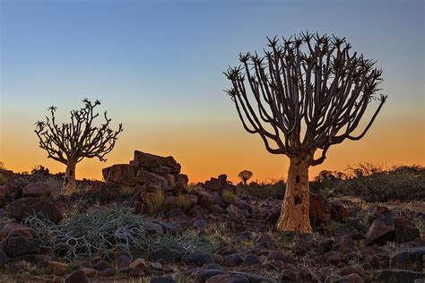 Quiver Tree Forest Namibia Photograph By Joana Kruse