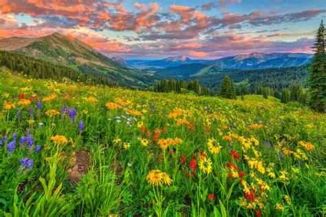 Flowers on Mountainside HD Wallpaper | Background Image 