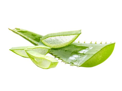 Download Aloe Transparent HQ PNG Image | FreePNGImg
