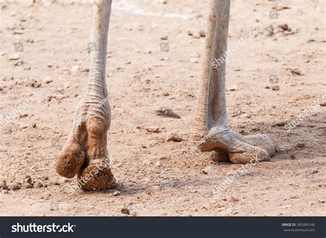 Ostrich Feet Ostrich Feet Ostrich Feet