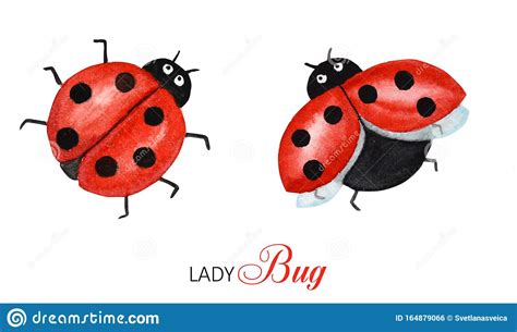 Lightweight, durable and super slim (just. Watercolor Ladybug Set, Flying Bright Cartoon Insects. Funny Red Ladybird In Flight. Isolated On ...