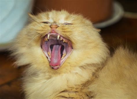 If your cat's drooling occurs constantly, there may be a health problem going on. Misalignment of Teeth in Cats | Malocclusion in Cats | petMD