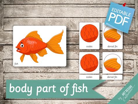 Body Part Of Fish 11 Montessori Cards Flash Cards Etsy