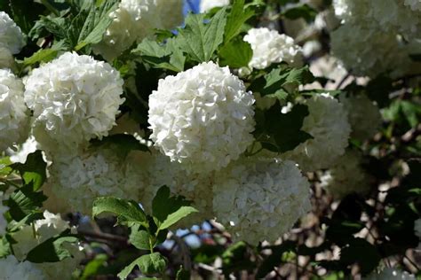 Growing Viburnum Plants A Guide To Propagation Planting And Care