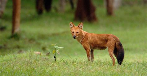 Endangered Species More Research Needed To Tackle Dhole Decline Say