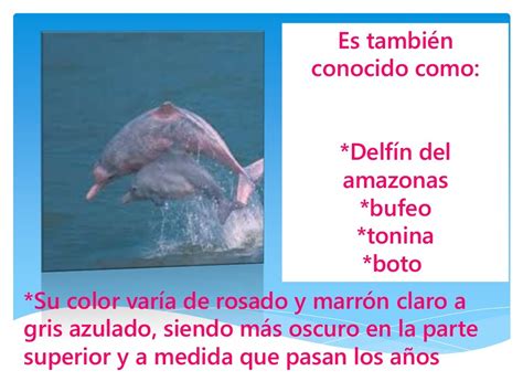 El Delfin Rosado
