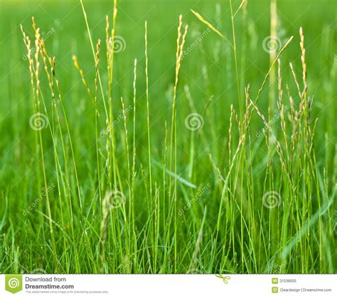 Tall Green Grass Close Up Background Stock Image Image Of High