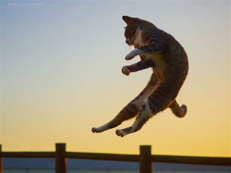 Japanese Photographer Captures Stray Ninja Cats Practicing Martial Arts