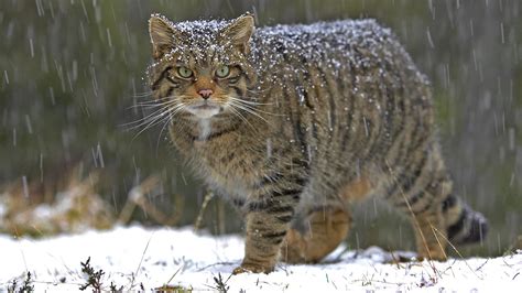 Scottish Wildcat Facts And Information Trees For Life