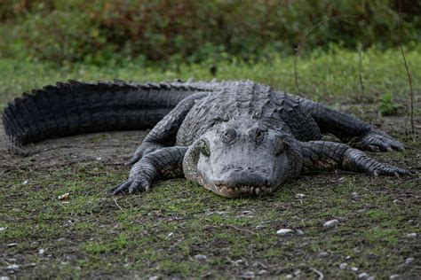 Video Huge Alligator Captured In Houston Suburb