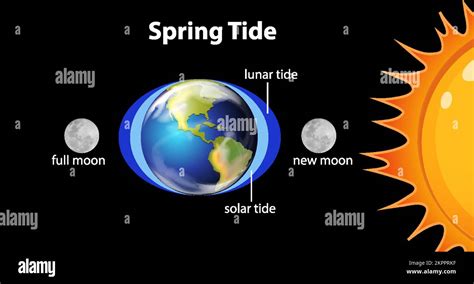 Diagram Showing Spring Tides Illustration Stock Vector Image And Art Alamy