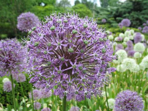 While there are endless instead, aim to combine a taller blooming bulb with a shorter one to fill in bare spots, and bulbs with flowers that are different try muscari armeniacum and anemone blanda white for a high contrast, huge impact. Best Bulbs