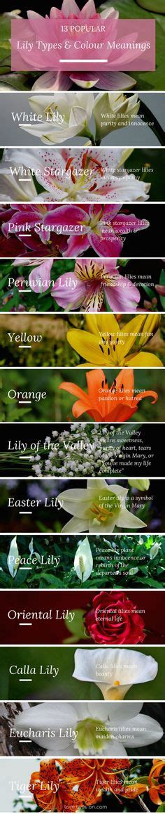 Infographic Funeral Flower Meanings Lily Meaning 13 Popular Lily
