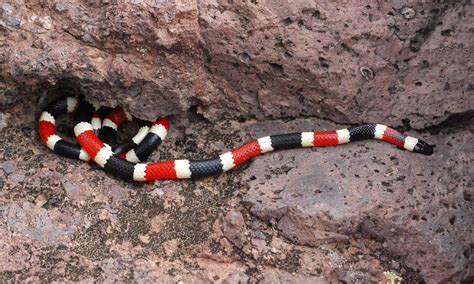 Arizona Coral Snake Animal Facts Micruroides Euryxanthus A Z Animals